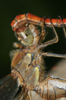 06-9672 Close up of Common Darter (Sympetrum striolatum) Mating.